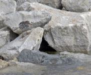 Spotted Sandpiper 0650